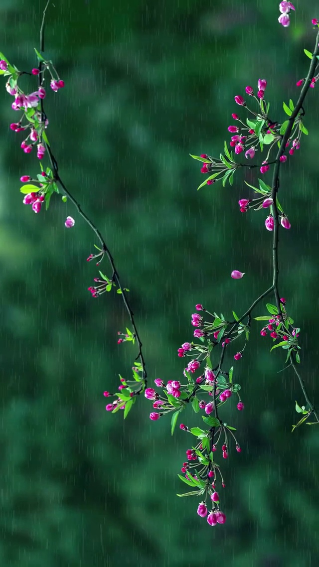 落花有意 思念成疾