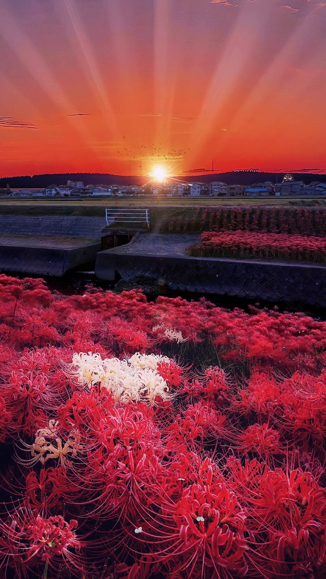 唯美彼岸花