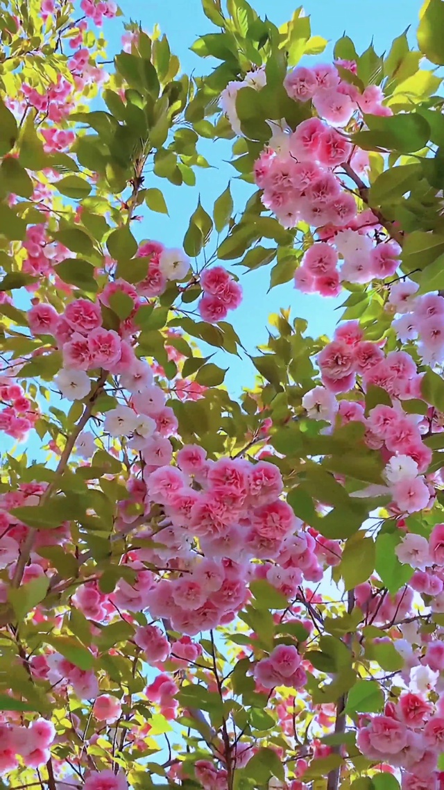 三月樱花壁纸