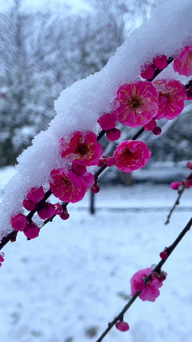 欺霜傲雪红梅艳