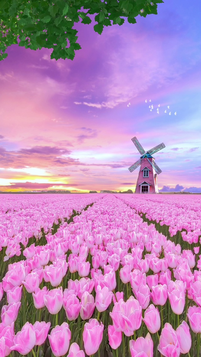 浪漫郁金香花海