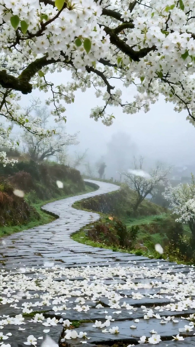 雾雨樱花古村石板步道