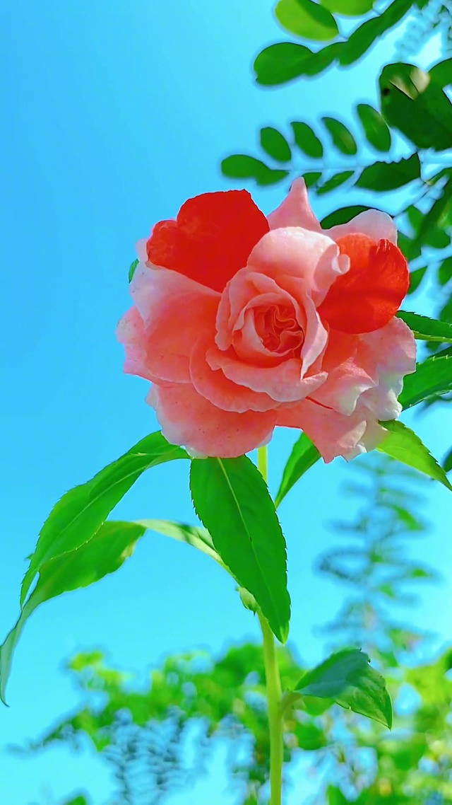 一花一草一世界