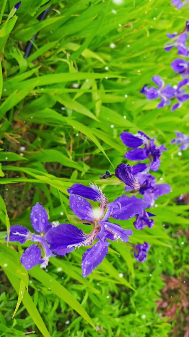 鸢尾花