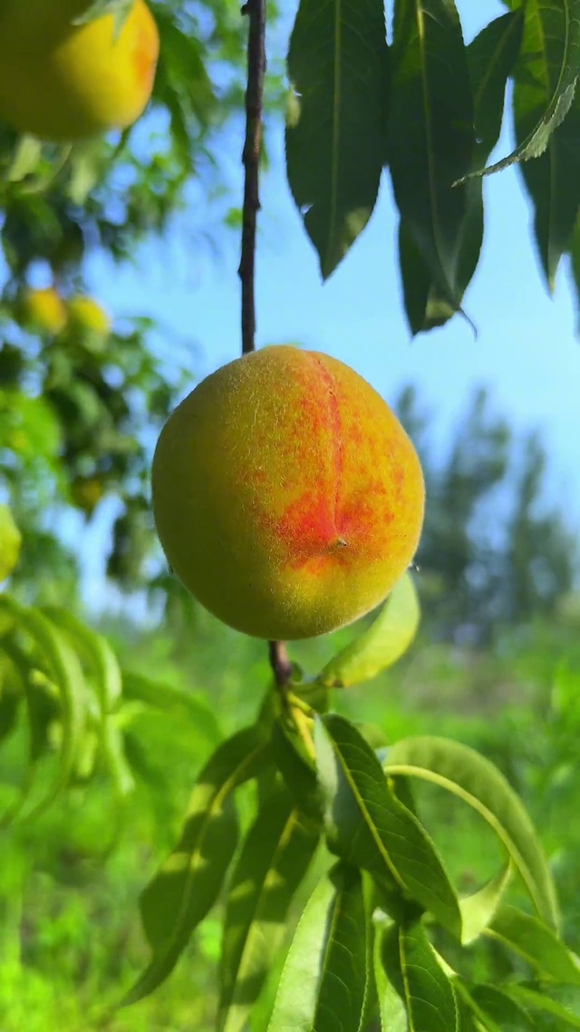 桃你欢心，子为有你