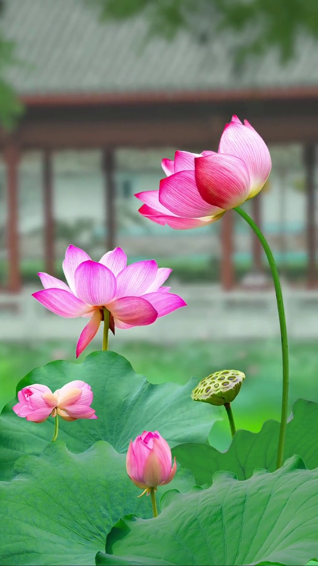 池塘荷花