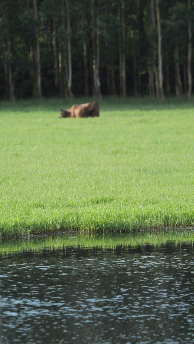 青青草原牧场动物l