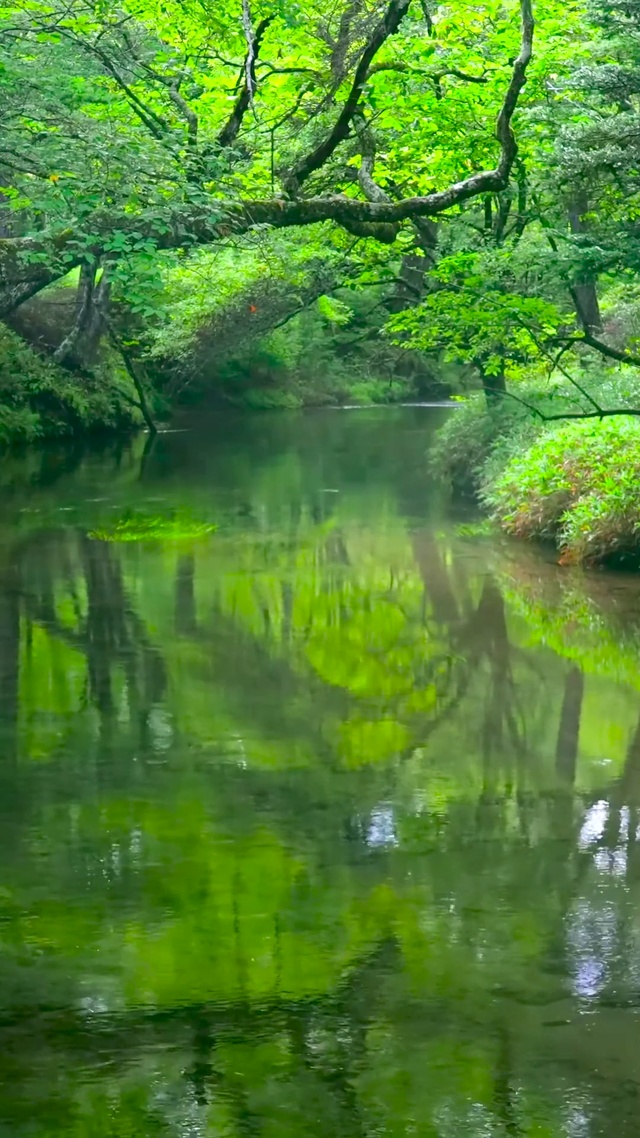 护眼绿林流水