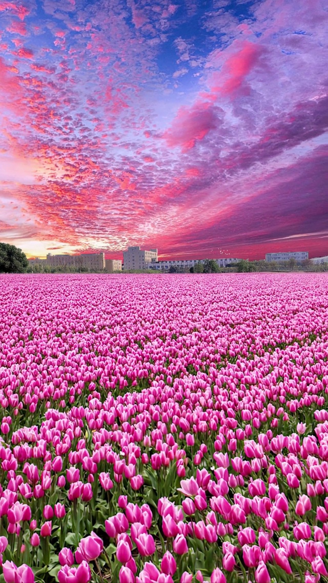 唯美郁金香花海