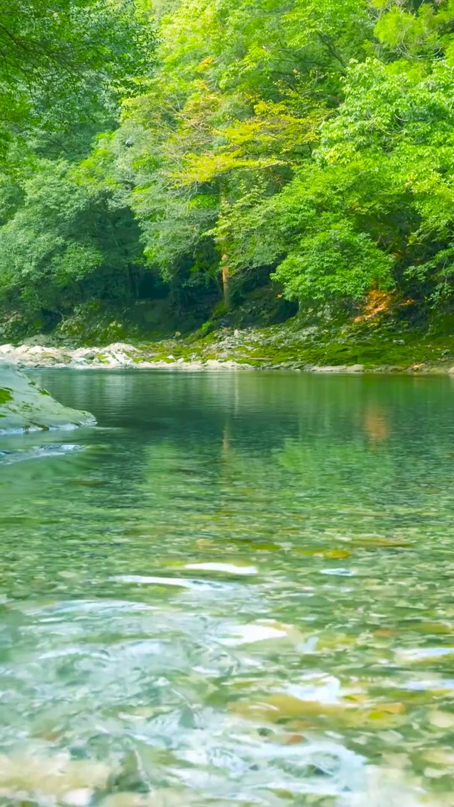 自然护眼绿林河流 