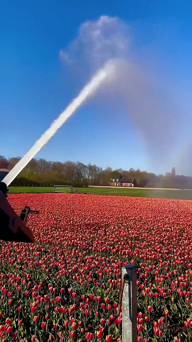 唯美晚霞小雏菊花海卡点