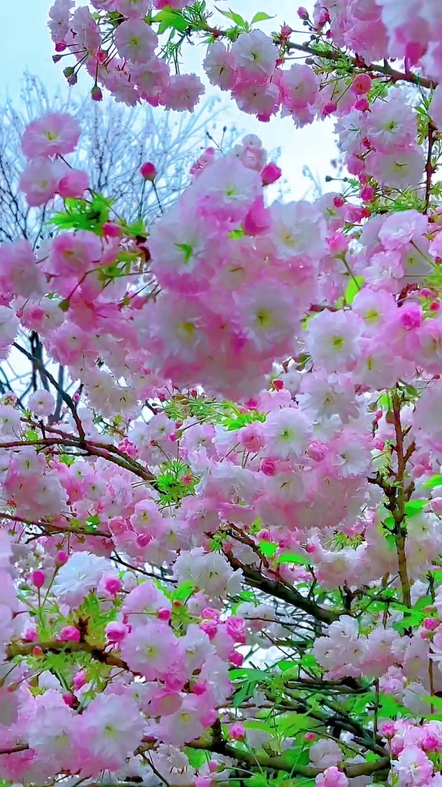 春暖花开鸟语花香！