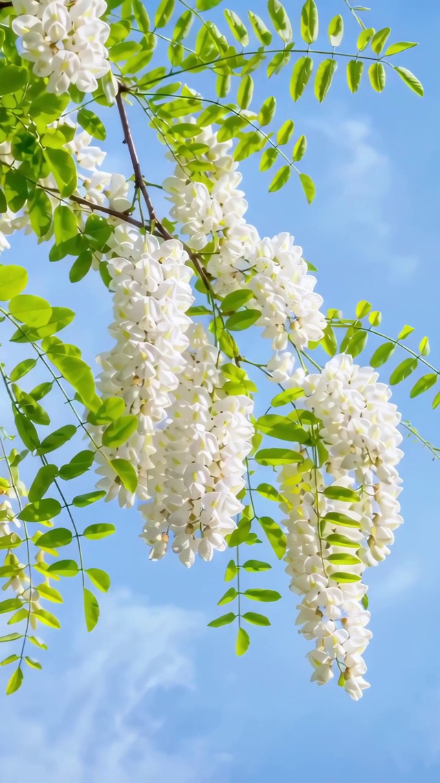 蓝天下的洋槐花