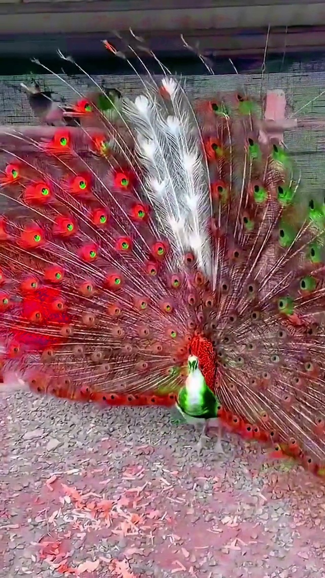 孔雀开屏 见者好运