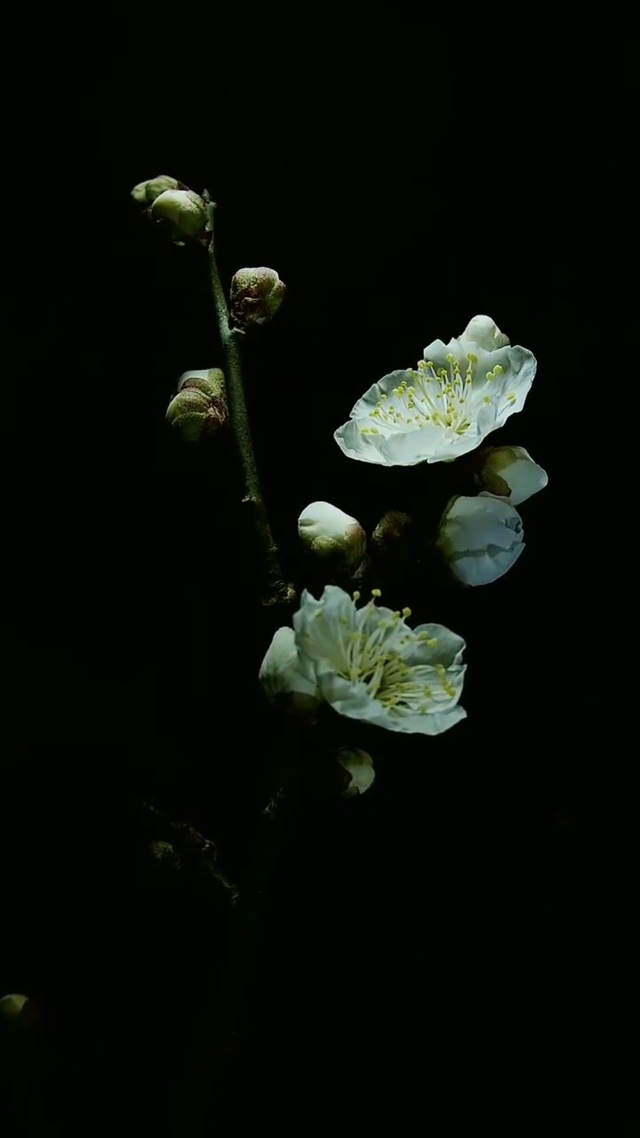 时光不语，静待花开！