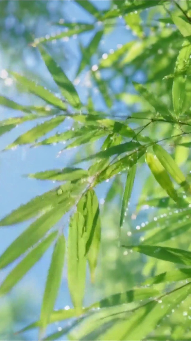 雨后青竹清新日光