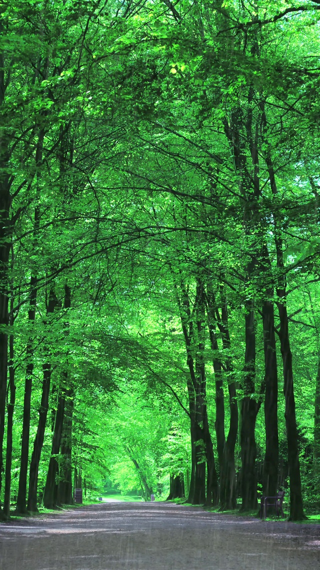 绿色护眼，清爽夏雨