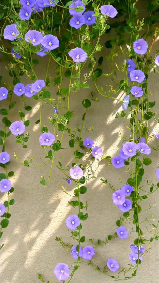 花朵盛开