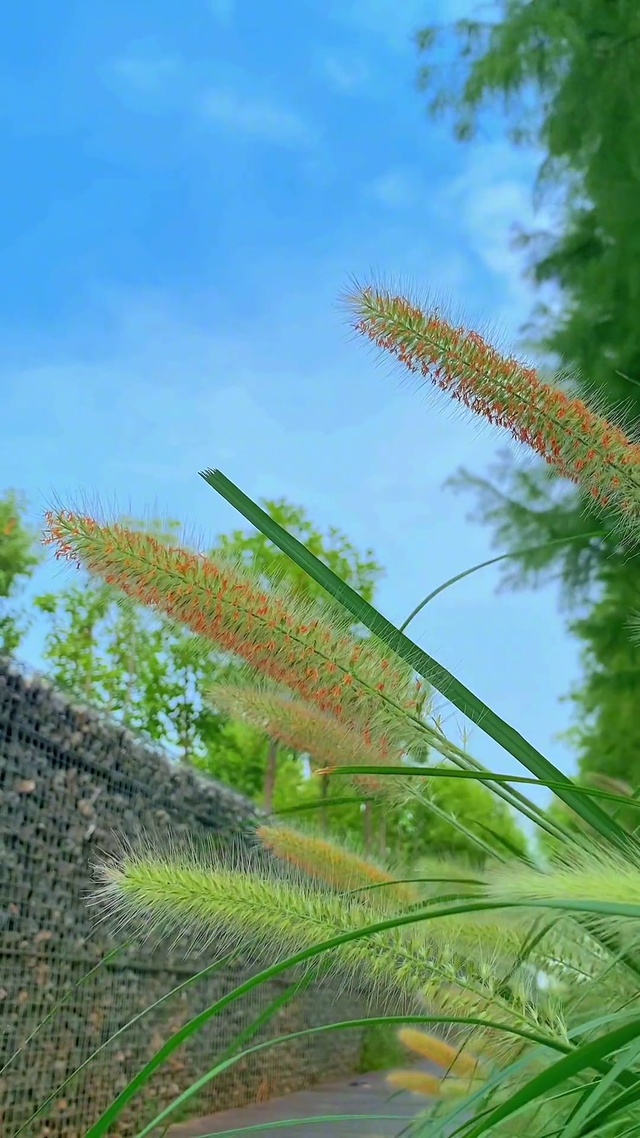 才感盛夏，忽而立秋