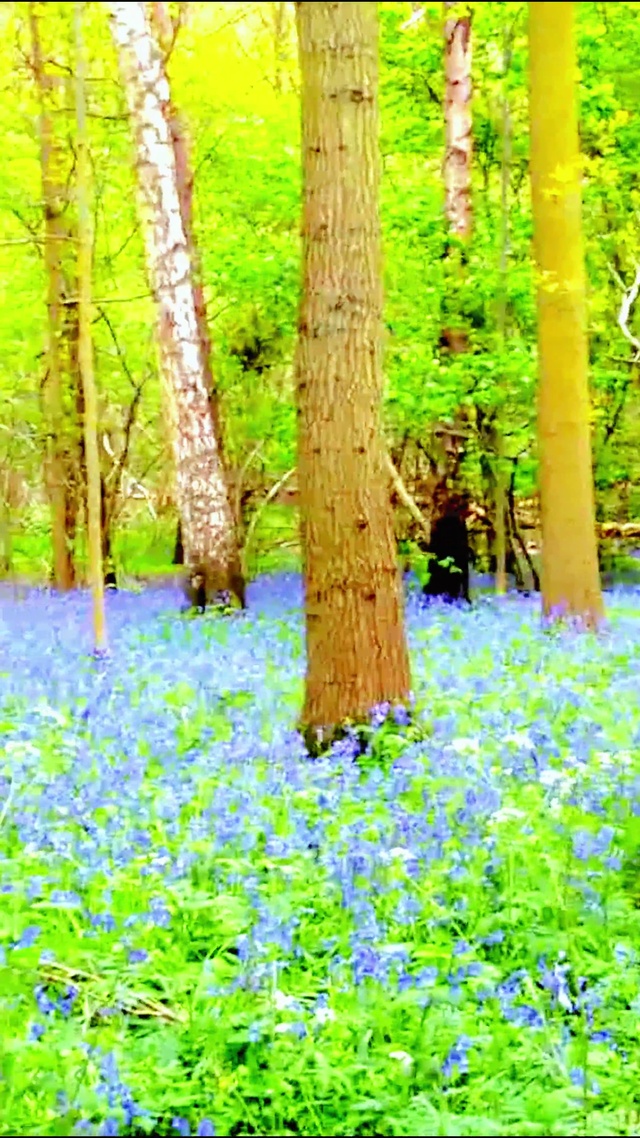 唯美护眼森林花草4K