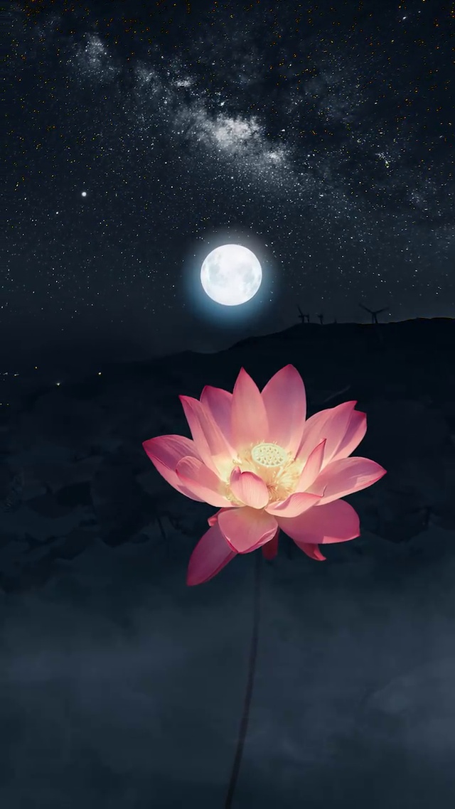 月下荷莲 唯美浪漫