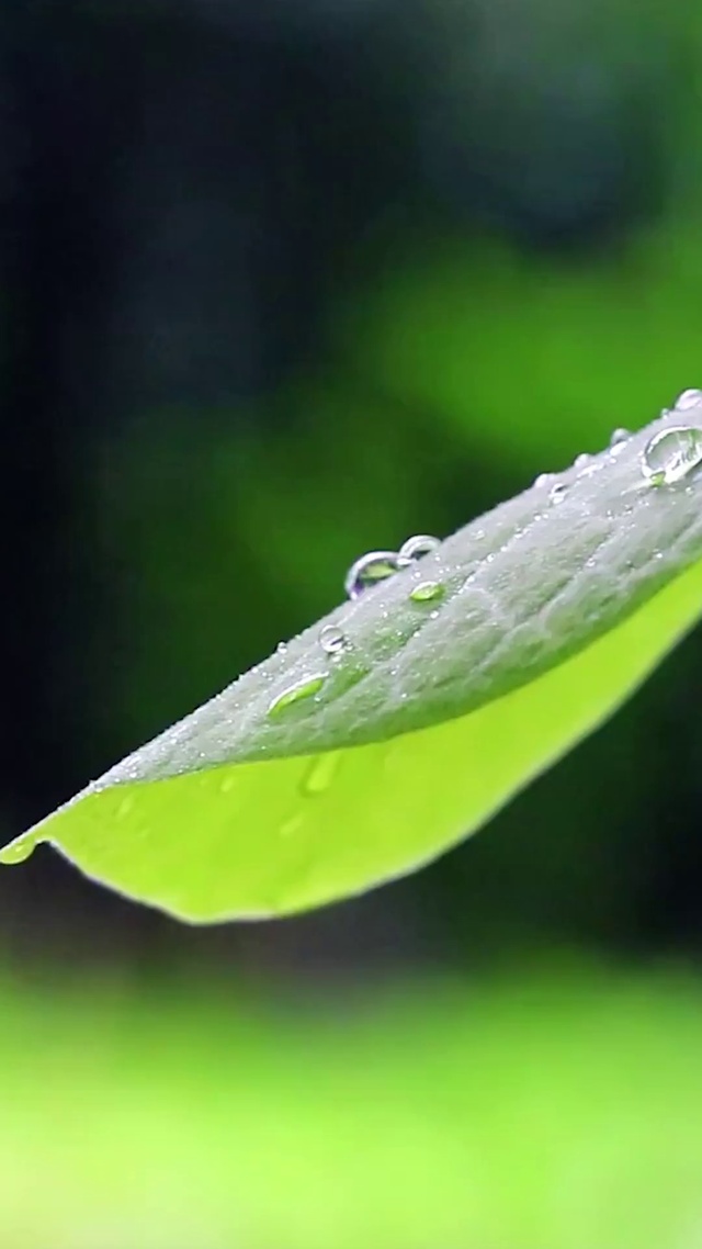 绿叶春雨