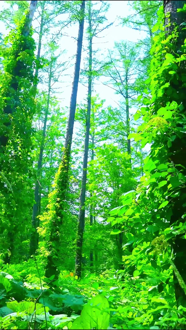 护眼森林氧吧 4K