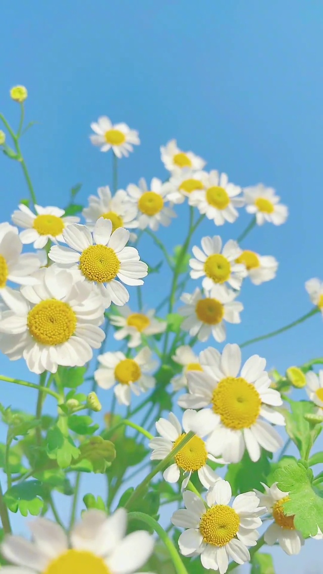  春有约，花不误，岁岁年年不相负。