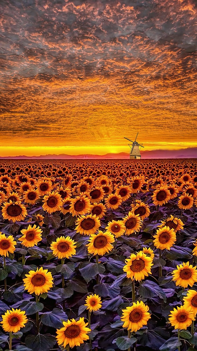 眼中只有你的向日葵