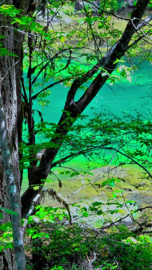 唯美森林小河4K