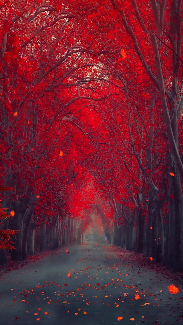 我在红尘中等你