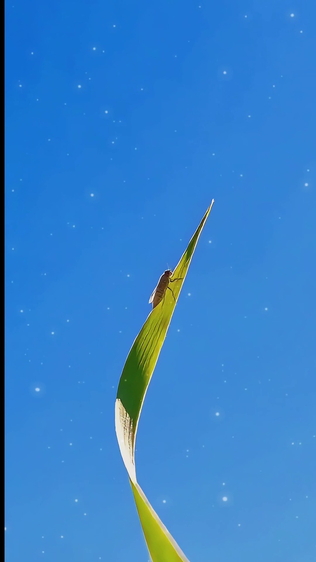 爬高高