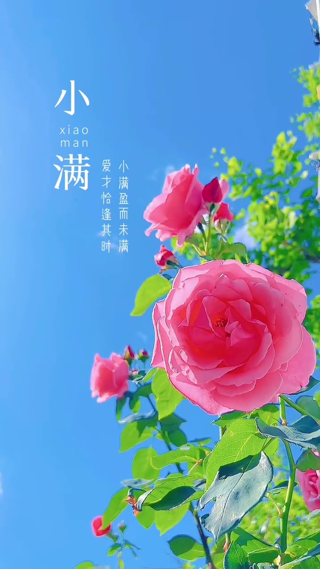 人间至味是清欢