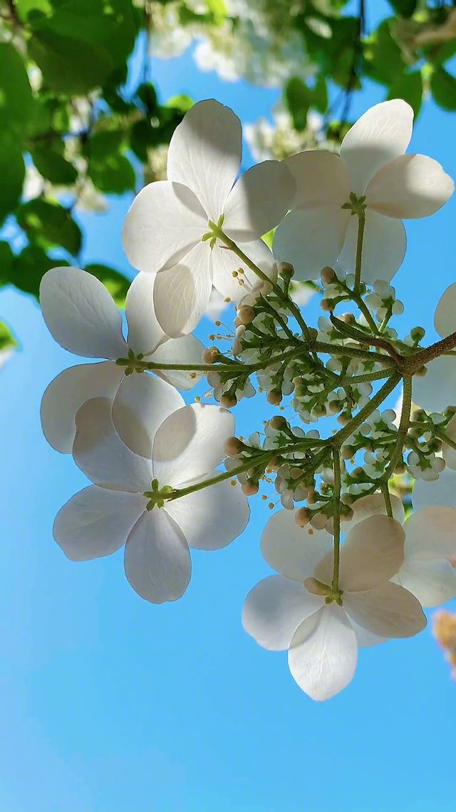  花自向阳开 