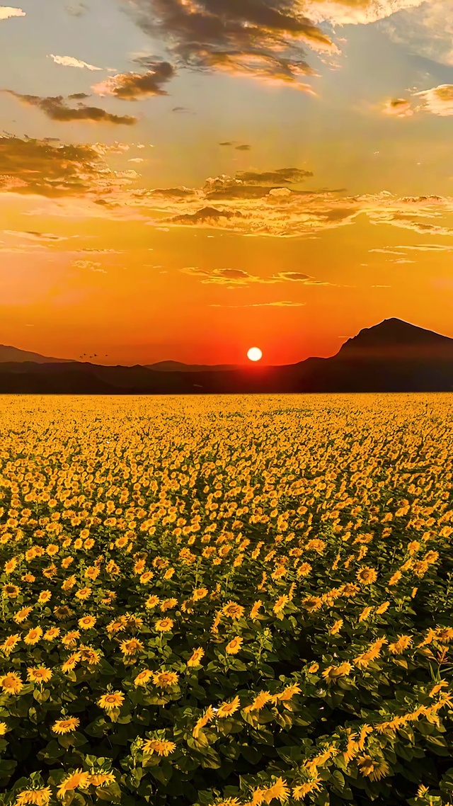夕阳向日葵花海