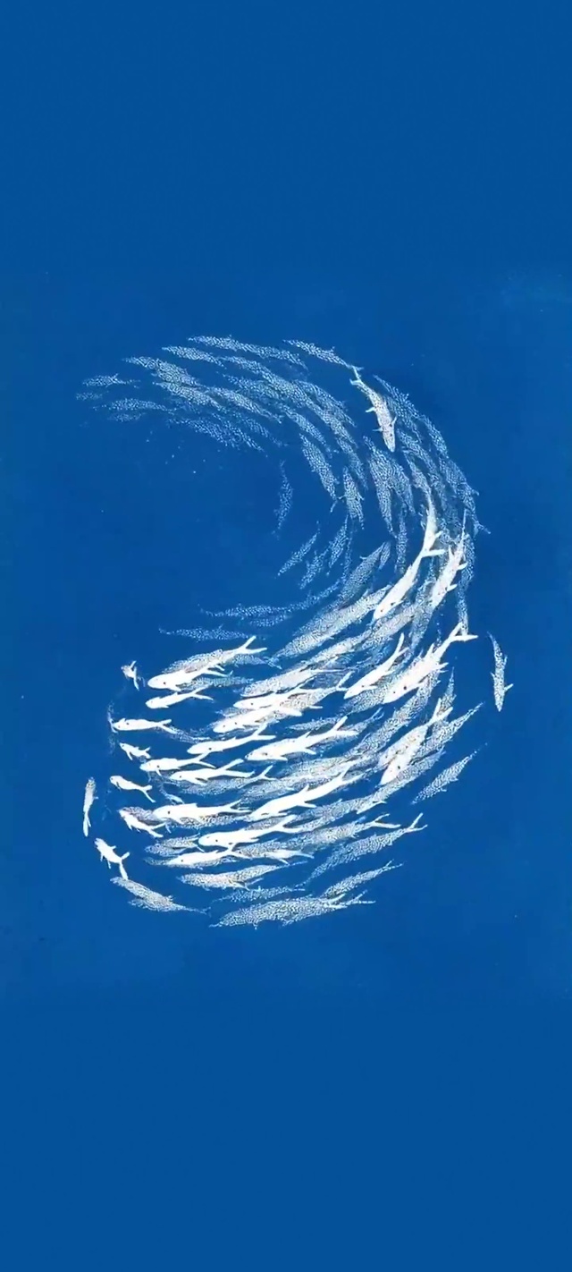 鱼群