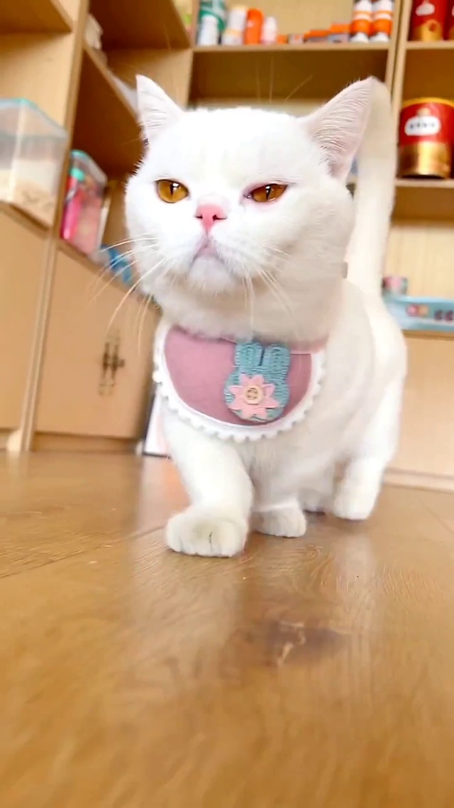 傲娇喵