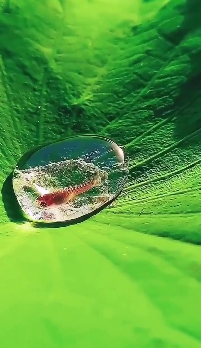 水滴里的鱼