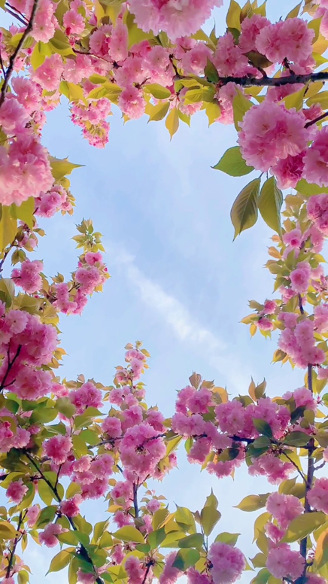 粉色花花