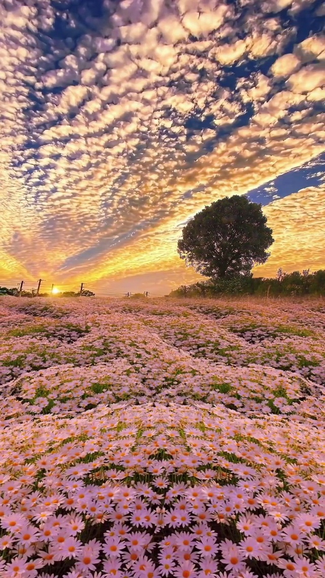 沉醉在浓香的花海中ヽ(✿ﾟ▽ﾟ)ノ