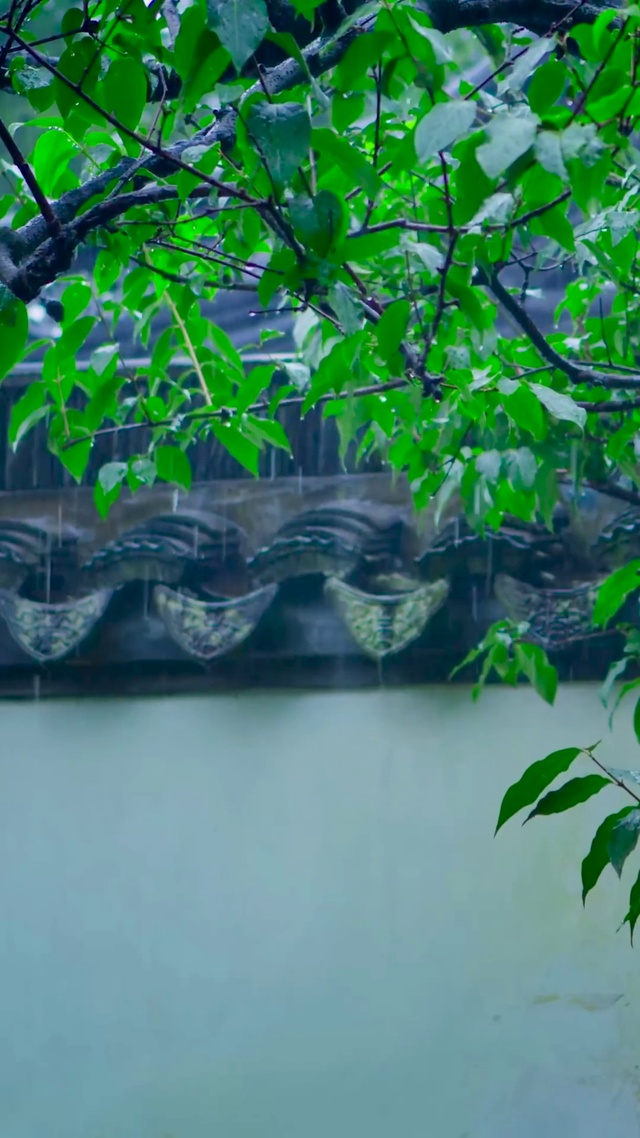 雨中庭院绿树