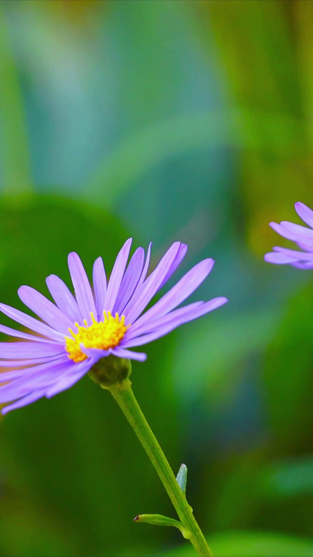 护眼实拍紫色小花4K