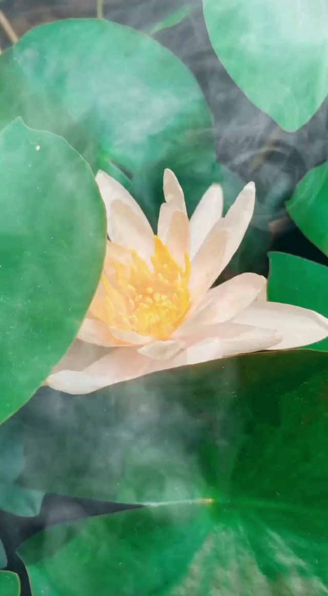 心如莲花