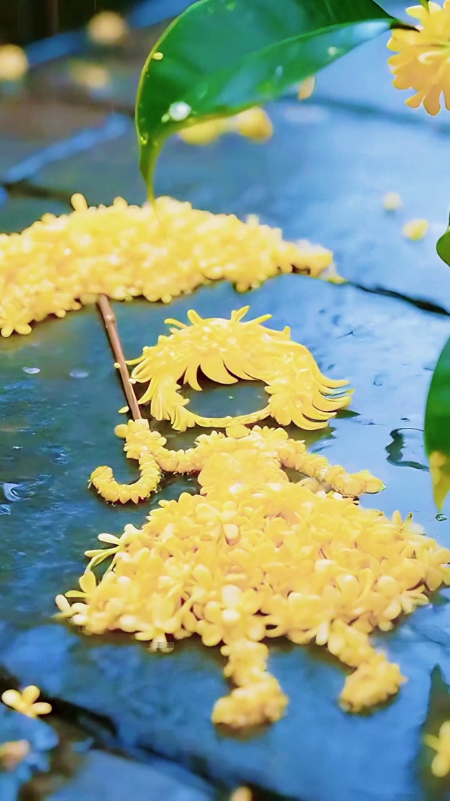 雨中的桂花女孩