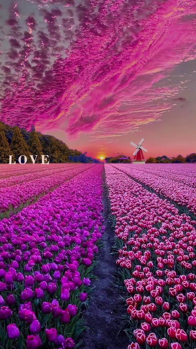 航拍唯美浪漫郁金香花海