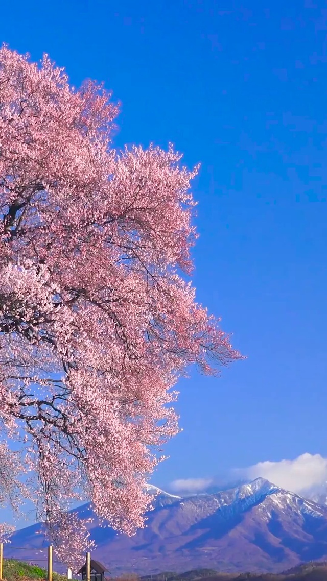 瞭望樱花雪山(风景手机动态壁纸) - 风景手机壁纸下载 - 元气壁纸