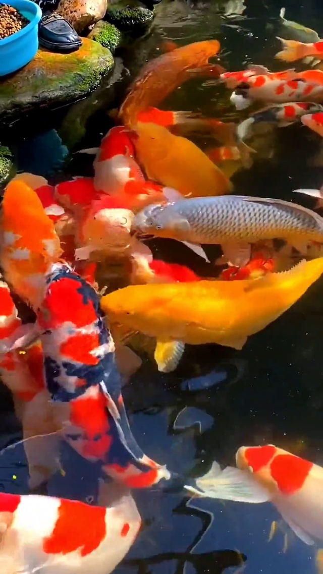 锦鲤送福 好运到家