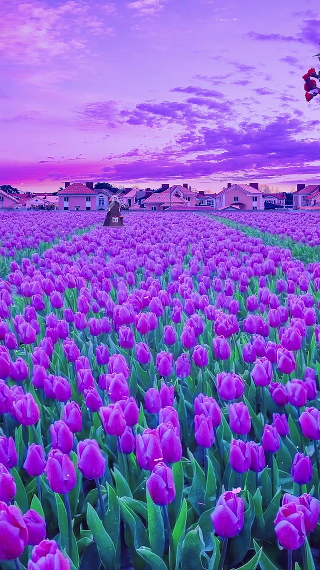 风很温柔，花很浪漫，你很特别，我很喜欢！