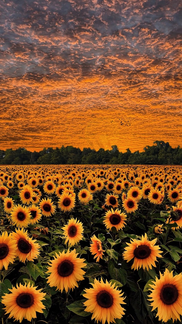 爆款向日葵花海