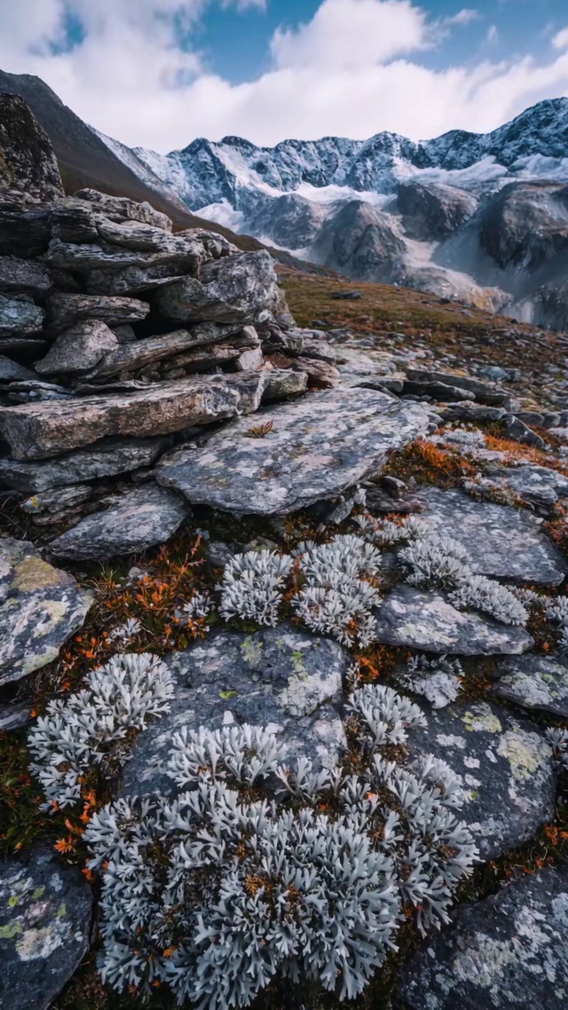 石苔映雪，云漫山巅